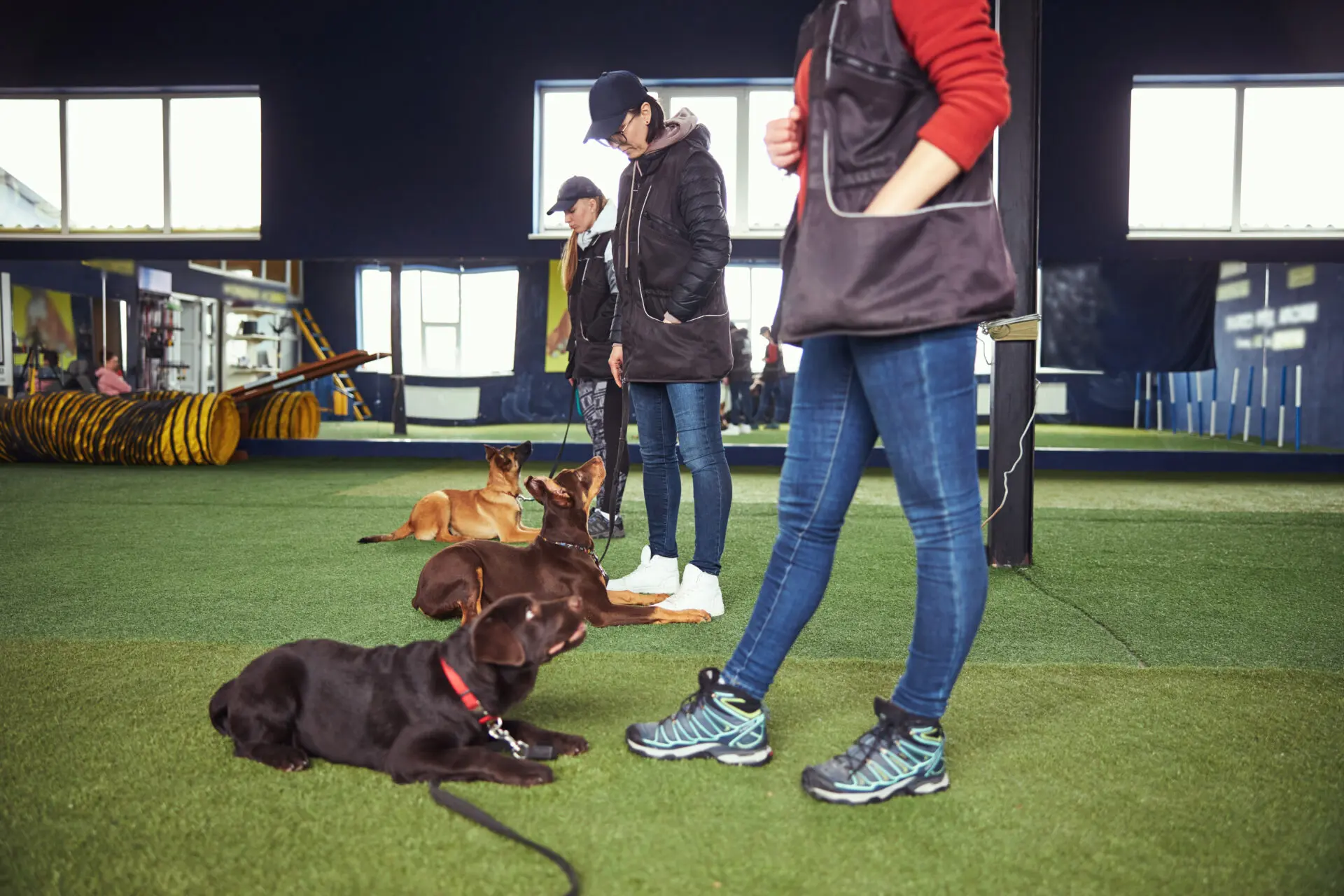 Hundetrainer