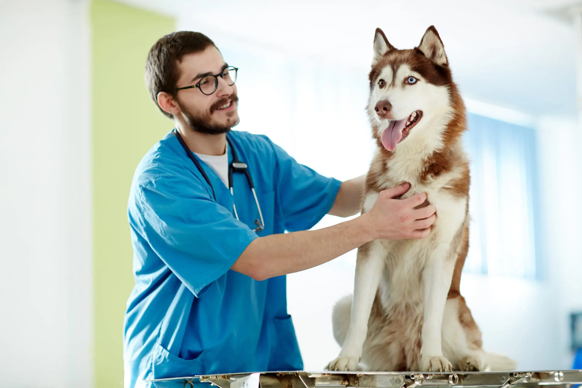 Tierarzt und Physiotherapie
