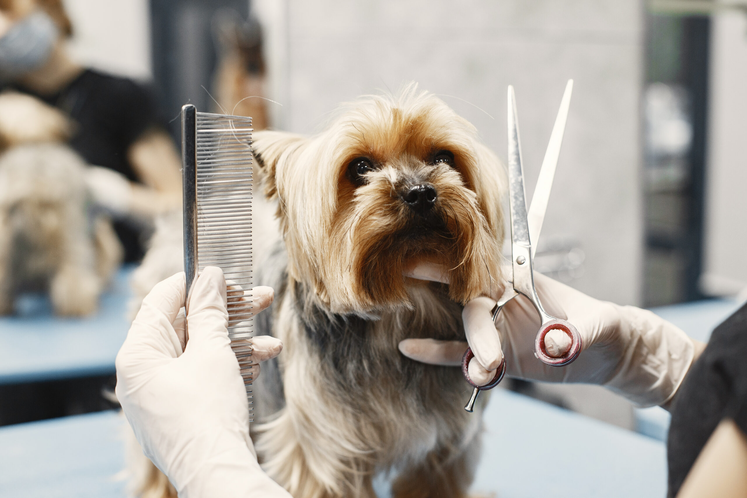 Hundefriseur